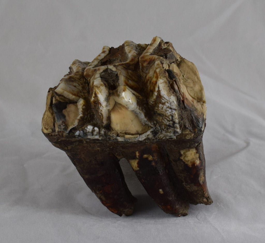 Mastodon Molar